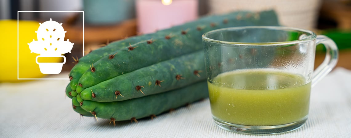 How To Make San Pedro Tea