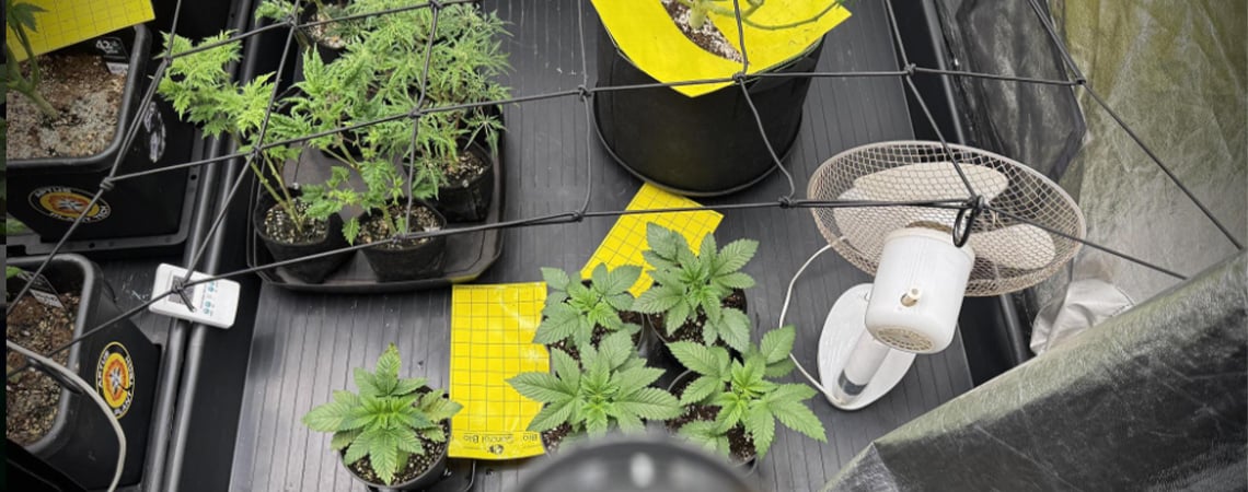 Complete guide to cannabis grow tents