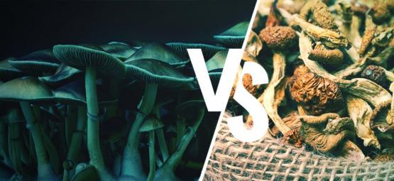 Fresh Vs Dried Magic Mushrooms: Who Reigns Supreme?