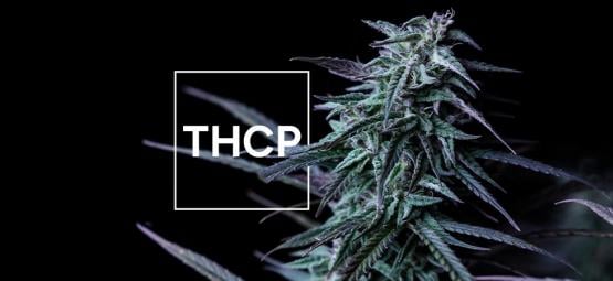 What You Need to Know About THCP