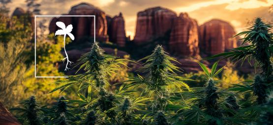 What Are the Best Strains to Grow in Arizona?