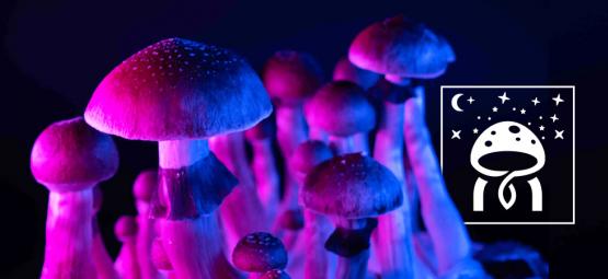 Magic Mushroom Myths: Debunking Common Misconceptions